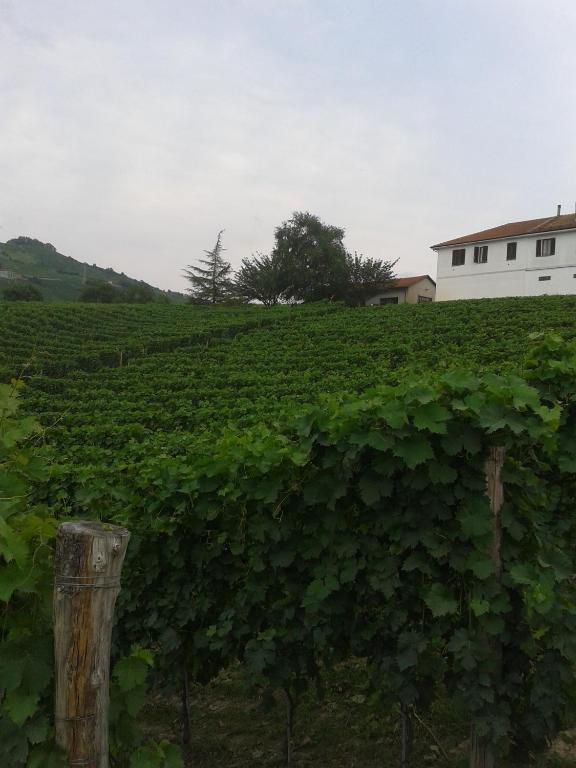 Agriturismo Ai Piacentini Santo Stefano Belbo Luaran gambar